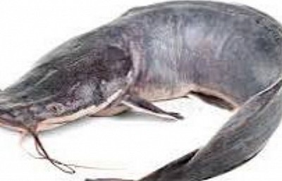 Knowing more about catfish productions