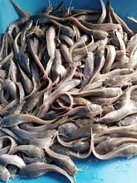 Fingerlings